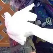 ひゆり☆の画像