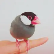(о´∀`о)文鳥さんの画像
