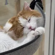 sakikoの画像