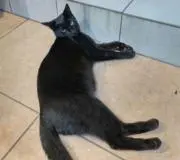 クロネコの画像