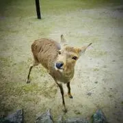 かたゆきかんこの画像