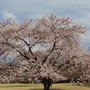 もっちっちの画像