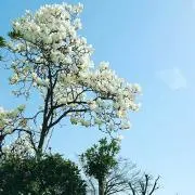 ゆうぼうの画像