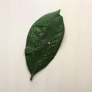 piyotaroの画像