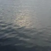 さくら