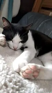 さびとまの画像