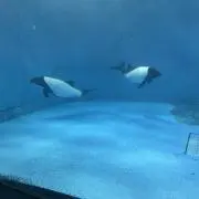 SANの画像