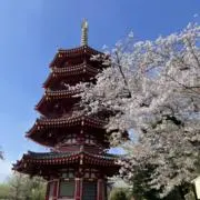 山本