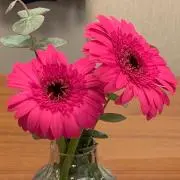 ききの画像