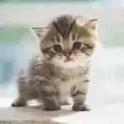 にゃむ