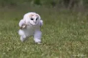 鷹
