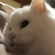 katz586の画像