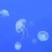 まい☆✱