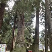mamanの画像