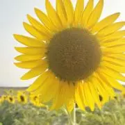 ありすの画像