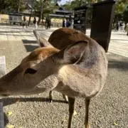 Radmjgptwの画像