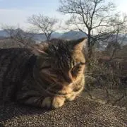 しおんの画像