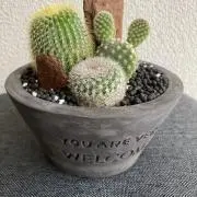 momoの画像