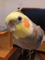 yuriの画像