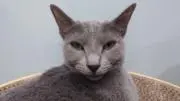 ニアの画像