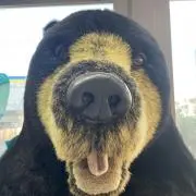 ユーマ