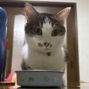 CNETの画像