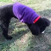 きょうさん