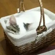 K子
