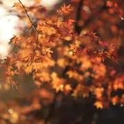 たい焼きの画像