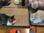 フミ