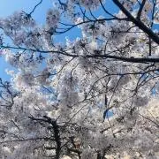 はちの画像