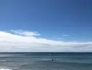 ウリボーの画像