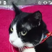 kelの画像