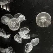 玲