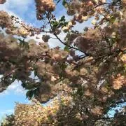 ゆうなの画像