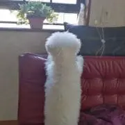 白いライオンの画像