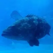 つよし