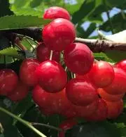 cherry7の画像