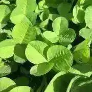クローバー ☘プロフご確認下さい☘の画像