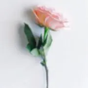 Haaanaの画像