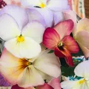 a_yプロフィール閲覧必読✩.*˚の画像