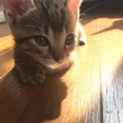 よよお