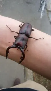 マコピーの画像