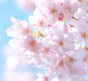 Sakuraの画像