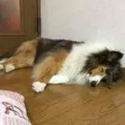 まっする