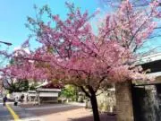 mauaの画像