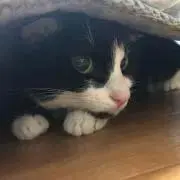 むぎとろの画像