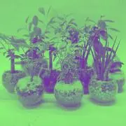 できるだけ早くおくりますの画像