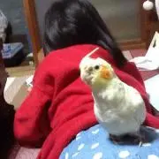 るしこ