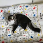 チェケラ